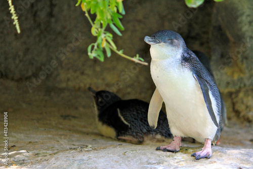 Perth, Western Australia - September 2010: a sleepy penguin at Perth Zoo