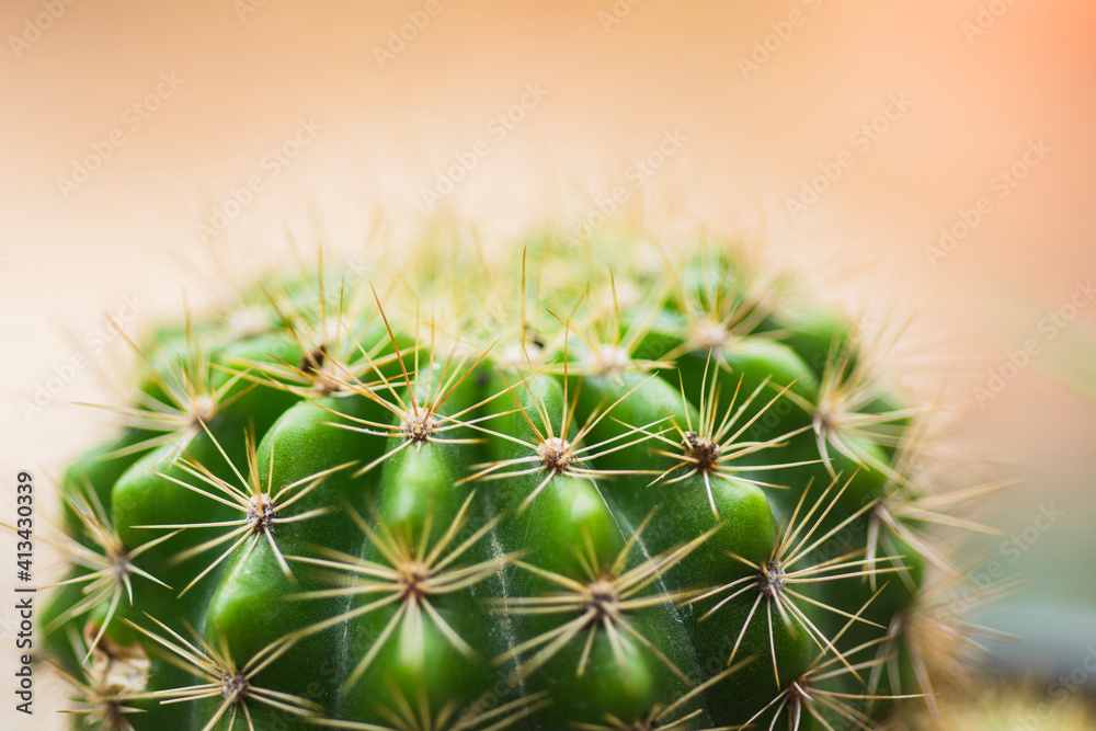 Echinopsis calochiroa cactus on natural background Echinopsis calochiroa cactus on natural background