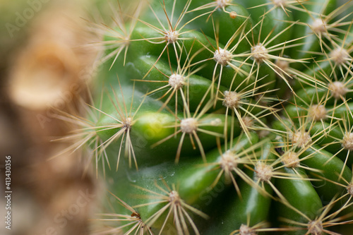 Echinopsis calochiroa cactus on natural background