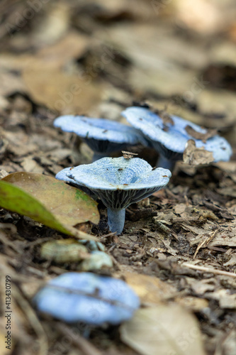 Disparo vertical de cultivo de setas Indigo milk cap en un bosque