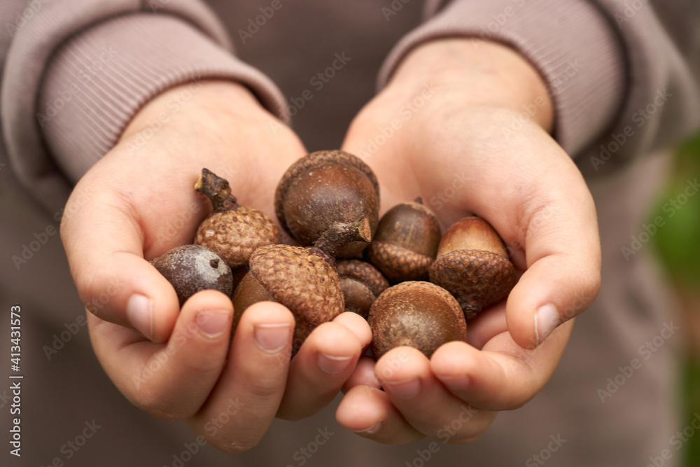Child Holding Acorns, Fall Concept Holding Handfuls of Acorns, Hands with Acorns Shot From Above. Child Holding Acorns, Fall Concept Holding Handfuls of Acorns, Hands with Acorns Shot From Above.