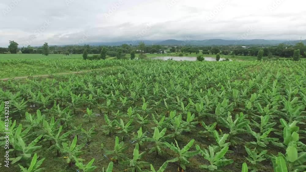 Aerial view of a banana field located in Tak Province,Thailand Aerial view of a banana field located in Tak Province,Thailand
