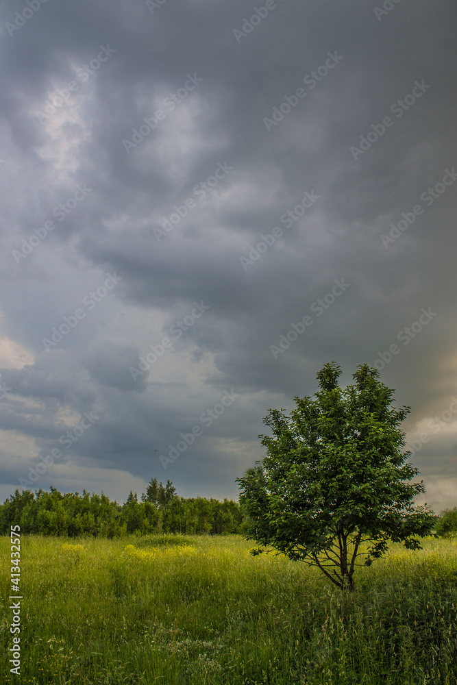 Obraz premium tree in the field