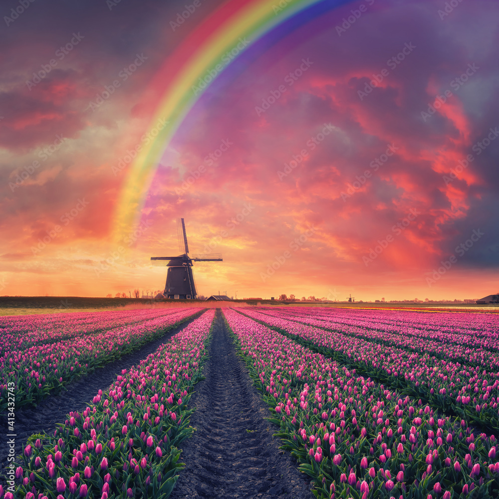 Dawn with rainbow over Field of Tulip and Windmill