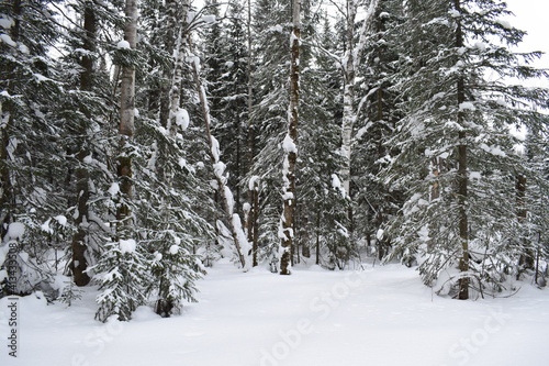 Winter forest, beautiful winter landscape.