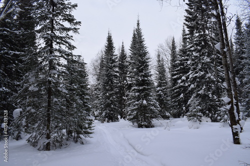 Winter forest, beautiful winter landscape.