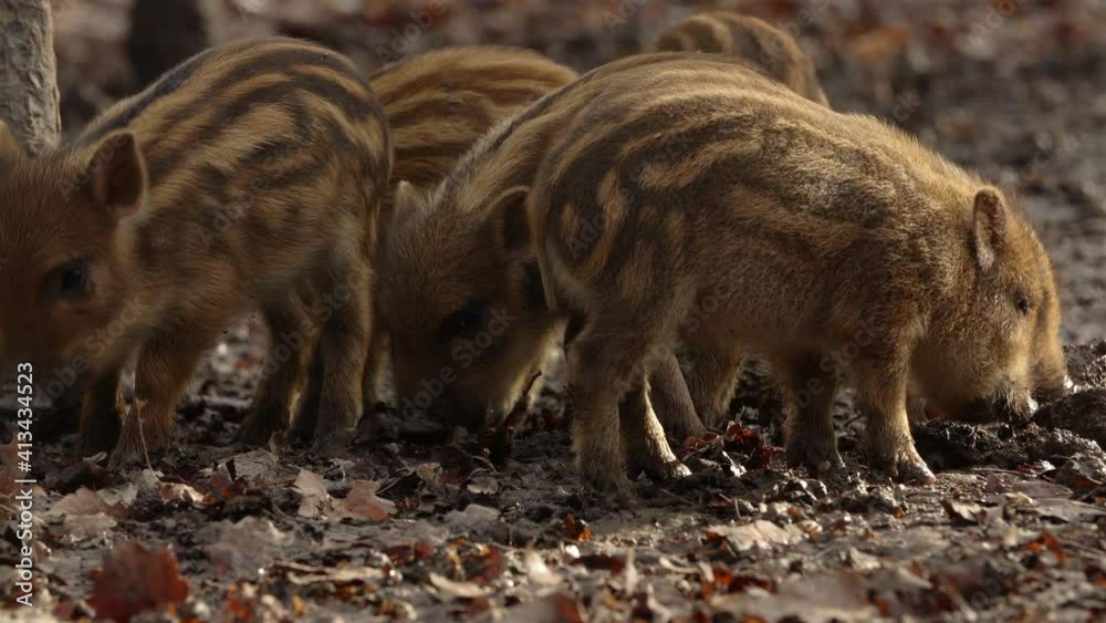 Closeup young wild boars Sus scrofa calm piggy looking for nutriment in dark wood. Wildlife tranquil scene of long furry animals. Strong nose and well smell sense to search food in omnivorous mammal. Closeup young wild boars Sus scrofa calm piggy looking for nutriment in dark wood. Wildlife tranquil scene of long furry animals. Strong nose and well smell sense to search food in omnivorous mammal.
