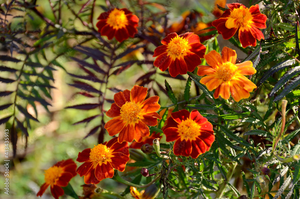 bunch the red yellow marigold flower with leaves in the garden. bunch the red yellow marigold flower with leaves in the garden.