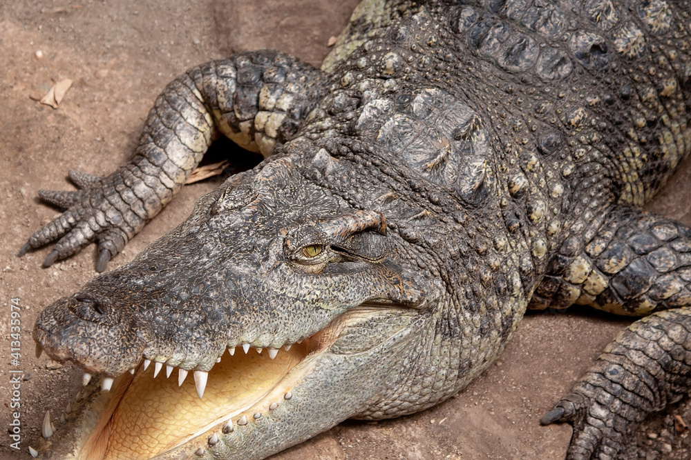 Close-up of alligator with open mouth. Reptile in the wild life Close-up of alligator with open mouth. Reptile in the wild life