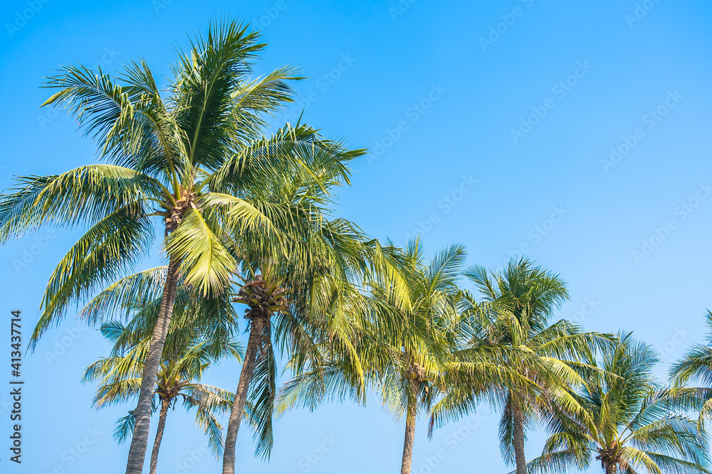 Beautiful coconut palm tree with sky