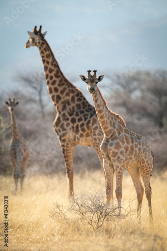 Southern giraffe and baby stand near another