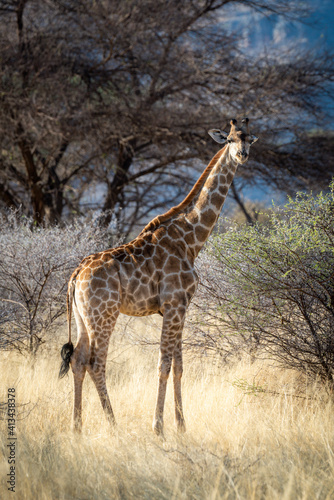 Southern giraffe stands amongst bushes eyeing camera