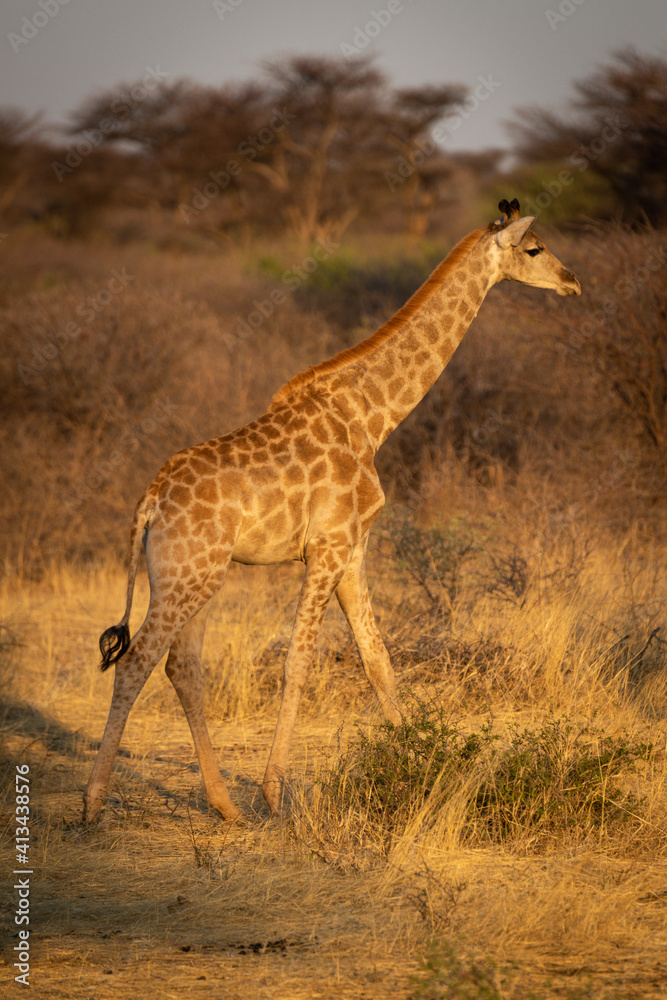 Southern giraffe walks through bushes at dusk