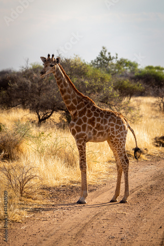 Fototapeta Naklejka Na Ścianę i Meble -  Southern giraffe stands on track eyeing camera