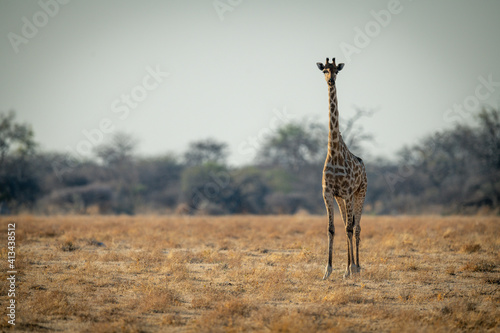 Canvas Print Southern giraffe stands on savannah facing camera