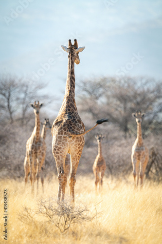 Fototapeta Naklejka Na Ścianę i Meble -  Southern giraffe walks towards others near trees