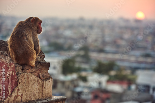 Canvas Print the monkey looks at the city skyline at sunset