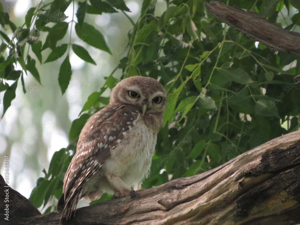 owl on branch owl on branch