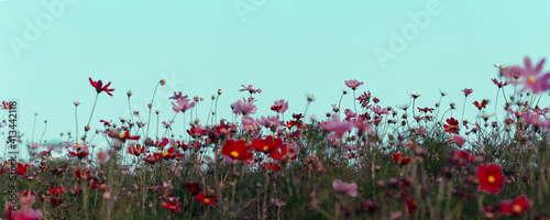 field of flowers, panorama