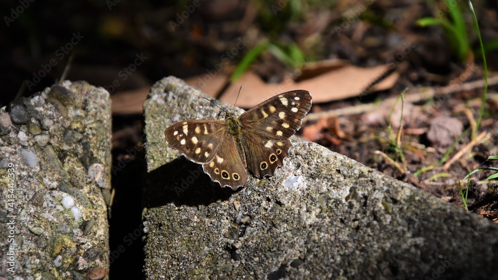 Ein Waldbrettspiel Falter auf einem Stein in der Nachmittagssonne - A speckled wood butterfly on a stone in the afternoon sun Ein Waldbrettspiel Falter auf einem Stein in der Nachmittagssonne - A speckled wood butterfly on a stone in the afternoon sun
