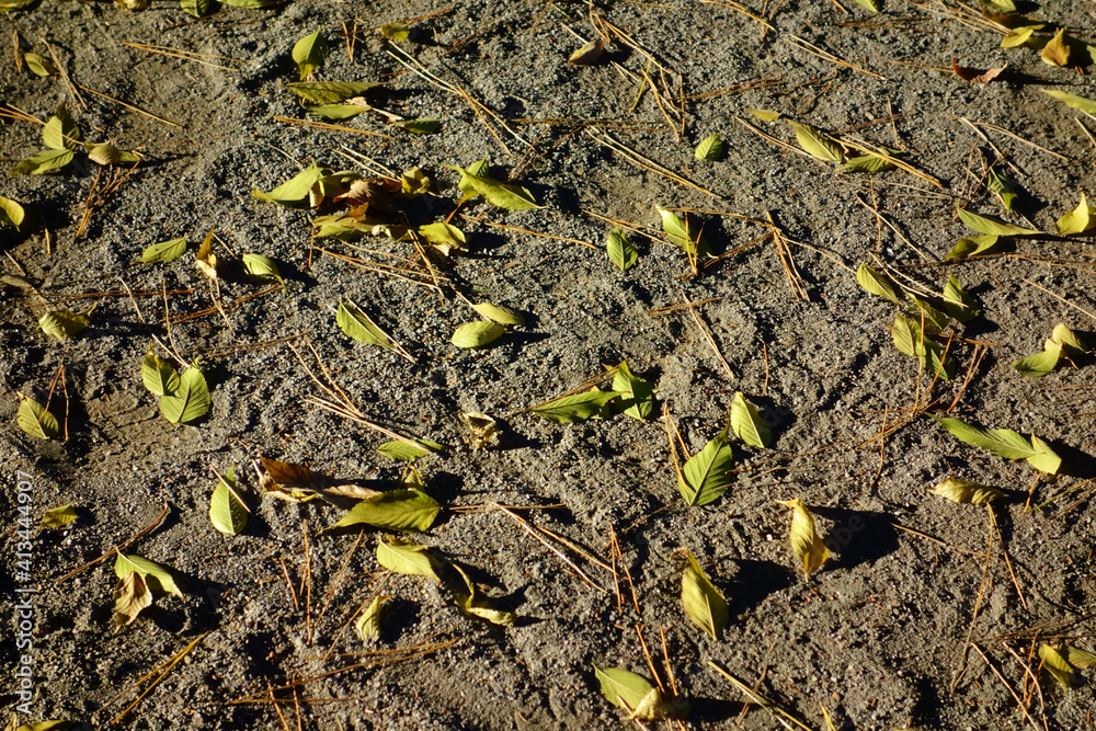 バラバラと地面に落ちた枯葉のオブジェ