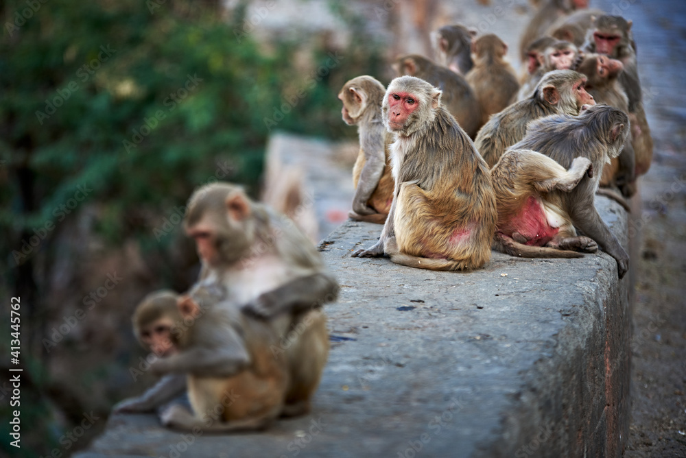 Obraz premium a group of monkeys at the Galtaji temple in Jaipur, India