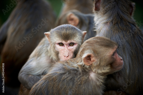 a group of monkeys at the Galtaji temple in Jaipur, India