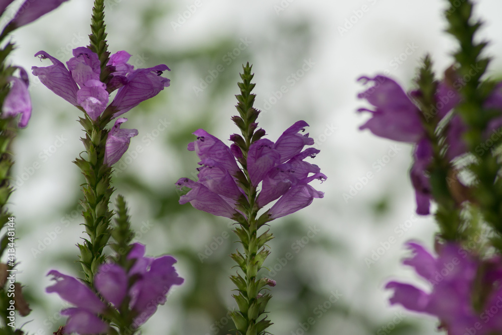 Obraz premium Physostegia virginiana, Obedient Plant with small pink flowers and buds and green leaves, macro of Amazing Dainty or False Dragonhead, selective focus, natural background