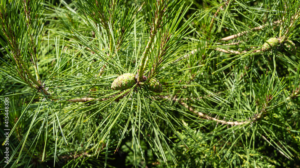 Pinus densiflora Umbraculifera. Beautiful green last year pine cones on long shoots of Pinus