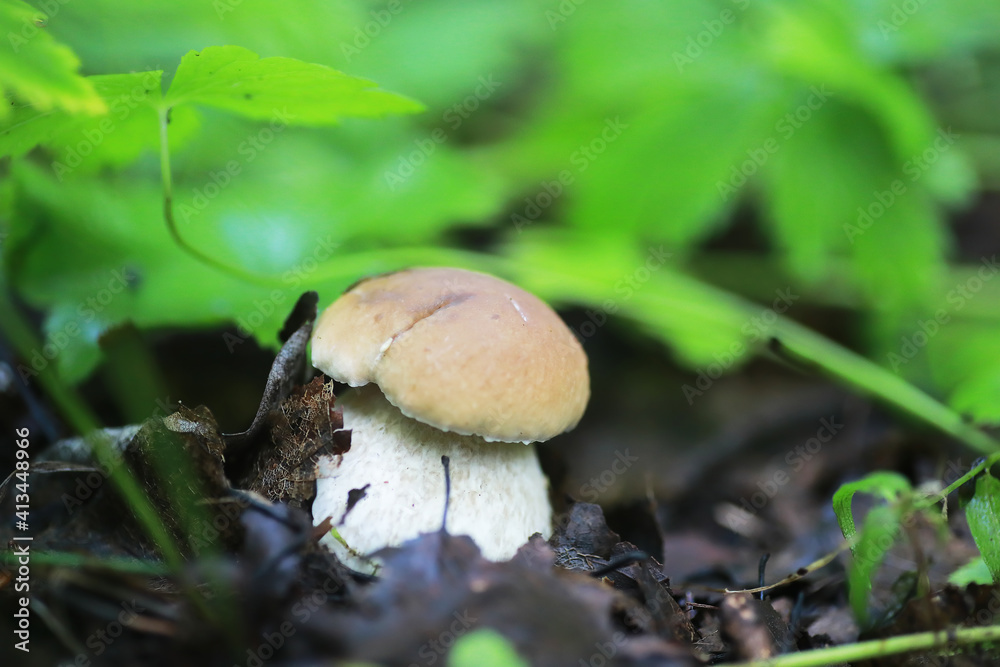 small mushrooms macro / nature forest, strong increase in poisonous mushrooms mold small mushrooms macro / nature forest, strong increase in poisonous mushrooms mold