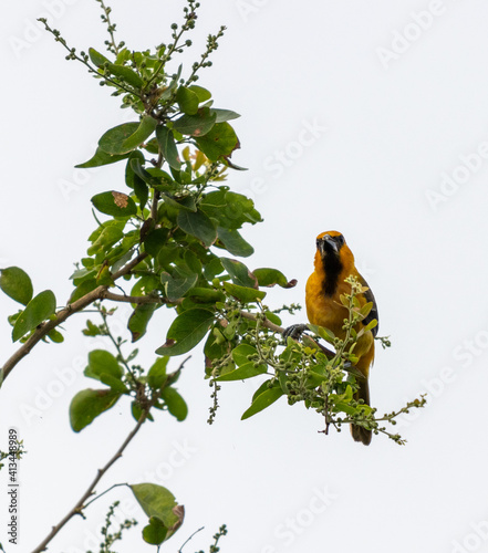 Primer disparo vertical de una calandria dorso mayor negro posado en la rama de un árbol photo