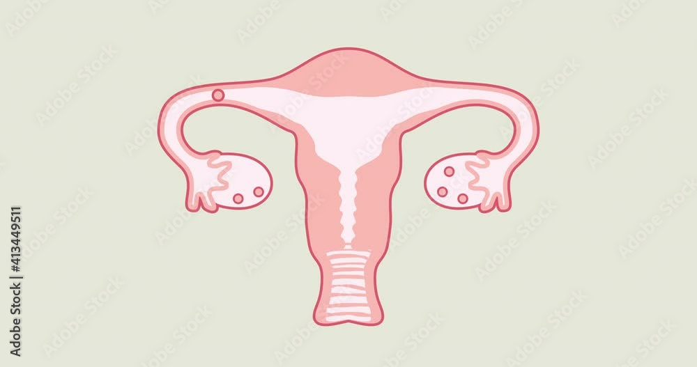 Educational Video On How Ovulation And Menstruation Occur In The Female Body The Reproductive