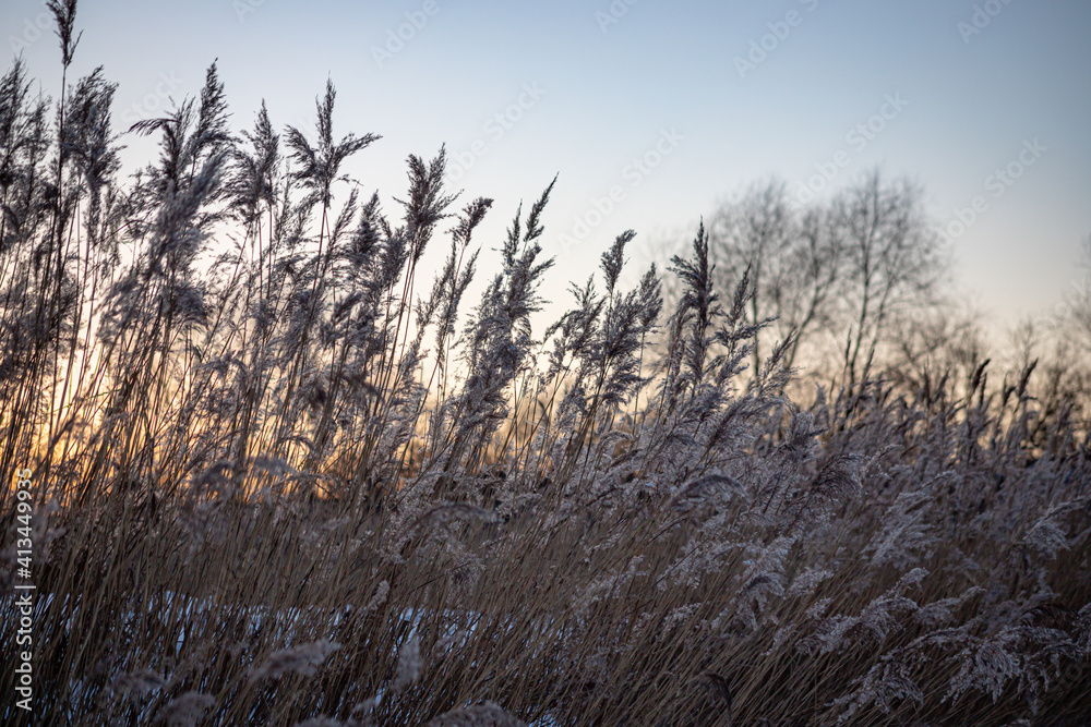 Obraz premium Reed Flowers in Winter White and yellow reeds flowers, blooming reeds in winter. Reeds and reeds for the background, yellow reeds flowers,