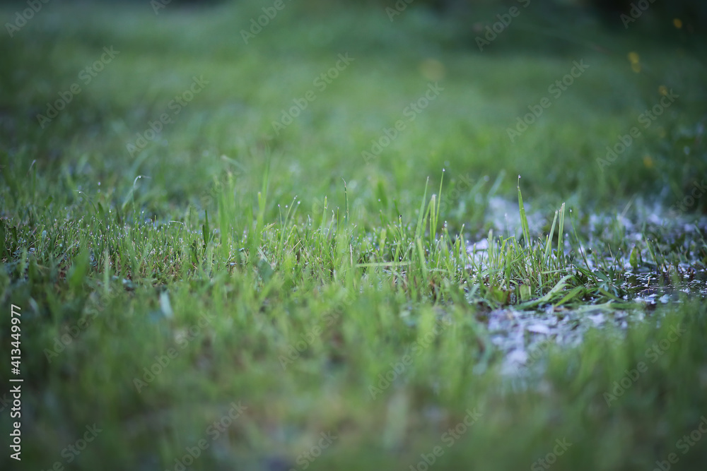 Bright spring greens at dawn in the forest. Nature comes to life in early spring. Bright spring greens at dawn in the forest. Nature comes to life in early spring.