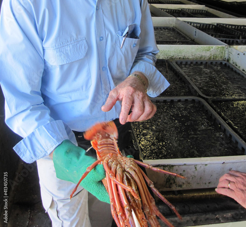 Geraldton, Australia - March 2011: Live Lobster Tours at Geraldton Fishermen’s Wharf, Tour guide holding a large lobster in hand. photo