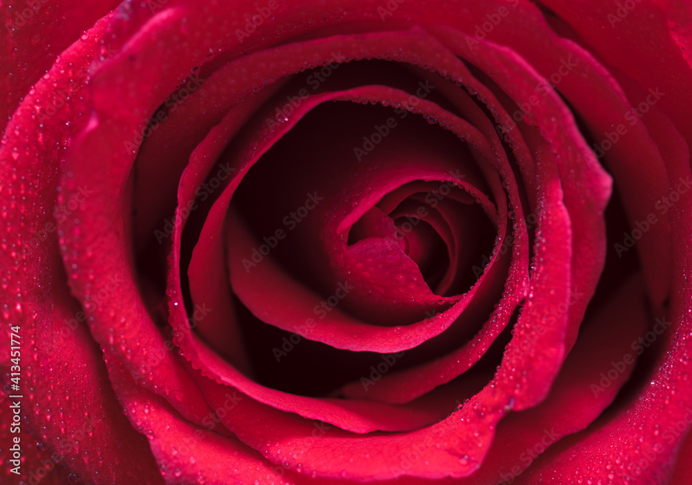 Obraz premium red rose close up