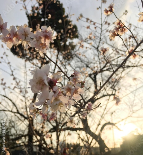 Cherry Blossom during Japan's winter © Huy