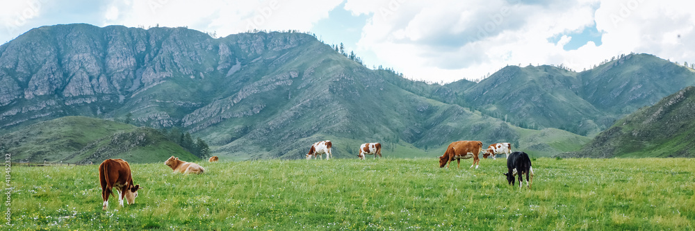 Panorama of grazing cows in the mountains in the meadows, beautiful landscape of the pasture