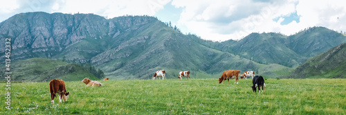 Panorama of grazing cows in the mountains in the meadows, beautiful landscape of the pasture © Irina