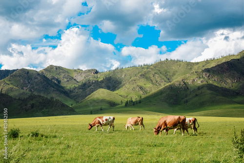 Herd of cows in a summer rural landscape on a summer day in a mountain area
