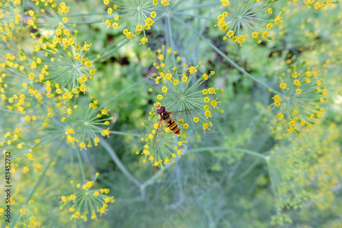 Foto A close-up of a hoverfly sitting on tiny yellow dill flowers