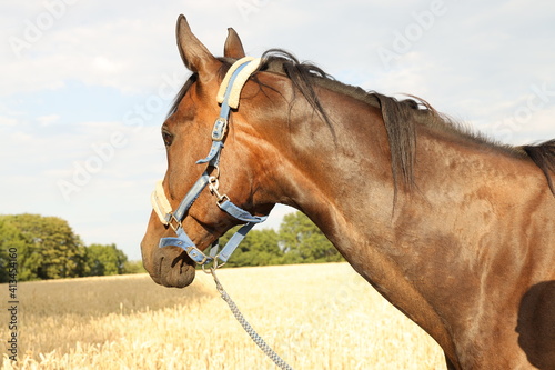 horse, tier, braun, kopf, portrait, natur, bauernhof, säugetier, einhufer, mähne, horse, gras, hengst, himmel, horsey, feld, chestnut, schönheit, stute, schön, zaumzeug, wiese, fahren, auge, tier photo