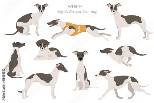 Whippet clipart. Different poses, coat colors set.