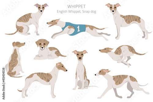 Whippet clipart. Different poses, coat colors set.