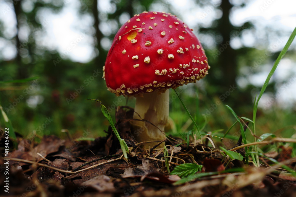 Poisonous inedible toadstool, far and wide  conspicuous red, white spotted hat , it is spherical or hemispherical closed, often convexly curved, middle of the hat is in focus, others is out of focus