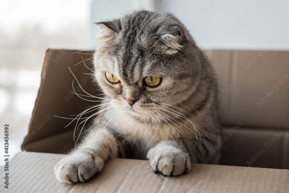 A Scottish fold cat sits in a cardboard box. The cat in the box.