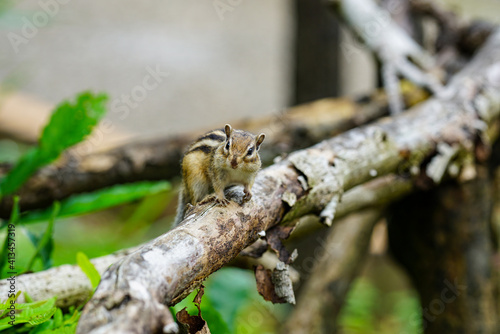 Lovely chipmunks in the woods