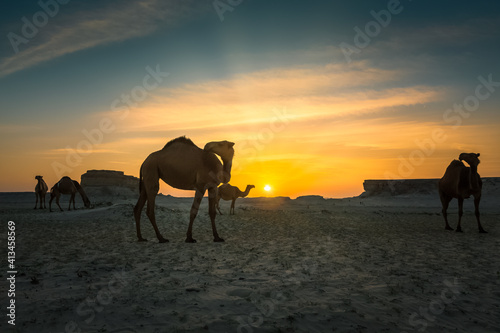 Fototapeta Naklejka Na Ścianę i Meble -  Beautiful Sunset Desert Landscape with camel near Al Sarar Saudi Arabia.Selective focused background blurred.