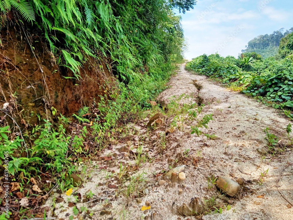Obraz premium path in the forest