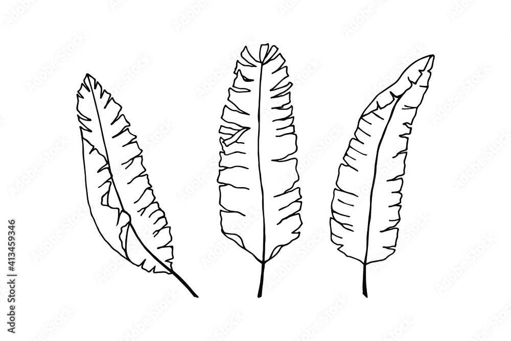 A set of banana leaves. Vector stock illustration eps10. Isolate on white background, outline. Hand drawing. A set of banana leaves. Vector stock illustration eps10. Isolate on white background, outline. Hand drawing.